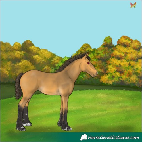Horse Color:Buckskin