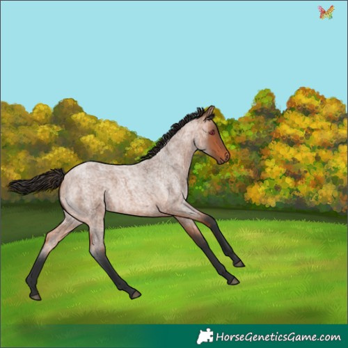 Horse Color:Bay Roan