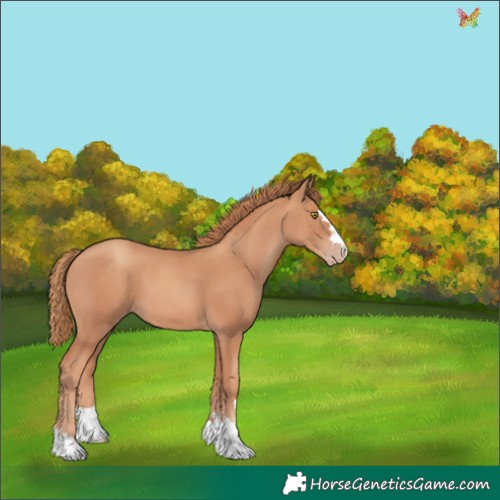 Horse Color:Gold Champagne