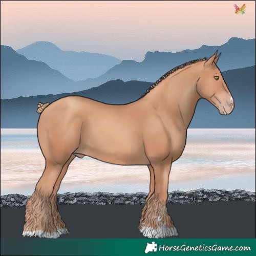 Horse Color:Gold Champagne 