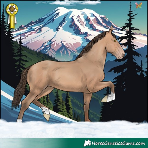 Horse Color:Amber Champagne 