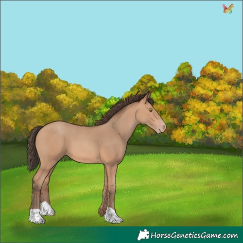 Horse Color:Amber Champagne 
