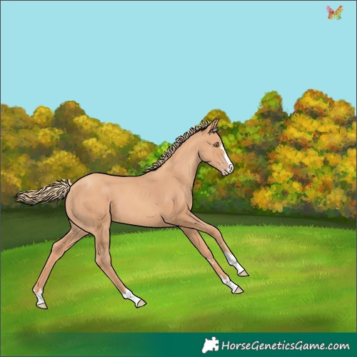 Horse Color:Gold Champagne 