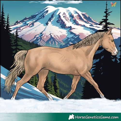 Horse Color:Gold Champagne 