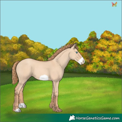 Horse Color:Gold Champagne Dun Frame 