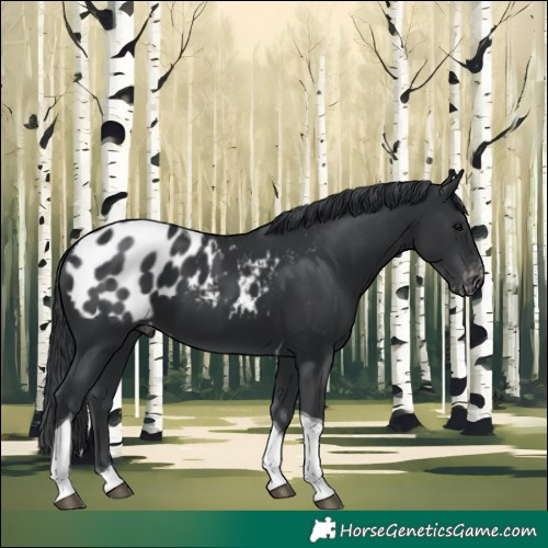 Horse Color:Black Tobiano Appaloosa