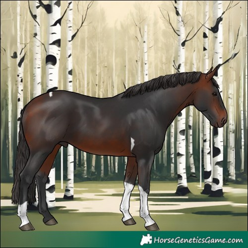 Horse Color:Bay Tobiano Rabicano 