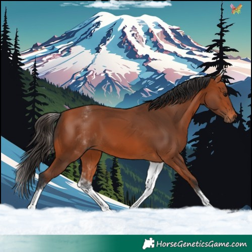 Horse Color:White Spotted Bay 