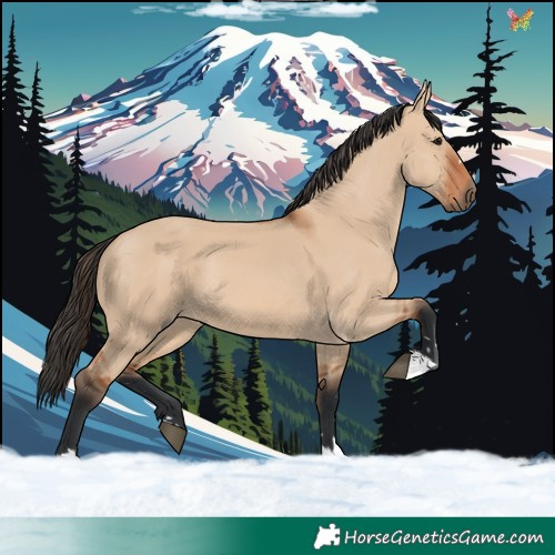 Horse Color:Bay Dun 