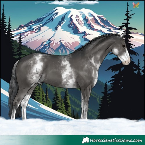 Horse Color:White Spotted Black 