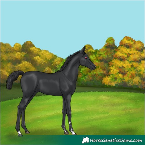 Horse Color:Black 