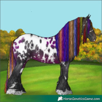 Horse Color:Painted White Spotted Brown Appaloosa 