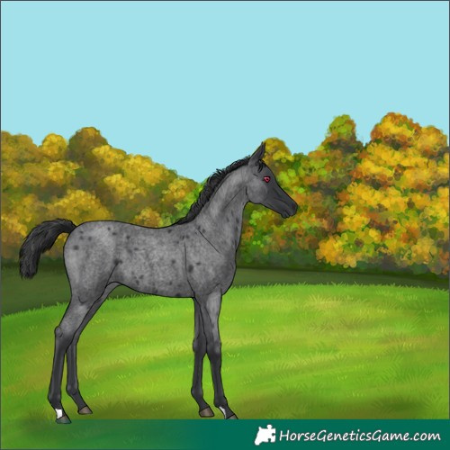Horse Color:Blue Roan 
