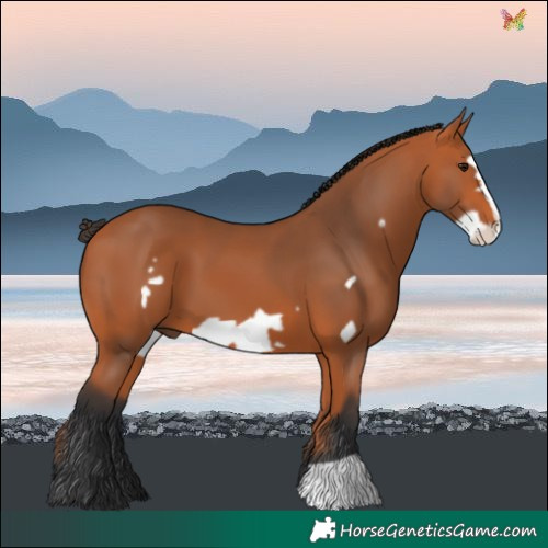 Horse Color:Bay Frame 
