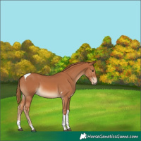 Horse Color:Chestnut Tobiano 