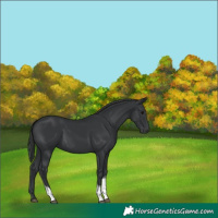 Horse Color:Black Tobiano 