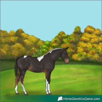 Horse Color:Liver Chestnut Tobiano 