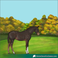 Horse Color:Liver Chestnut Tobiano