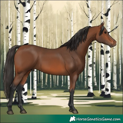 Horse Color:Bay 