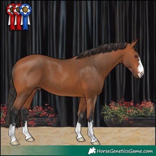 Horse Color:Bay 