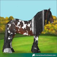 Horse Color:White Spotted Brown
