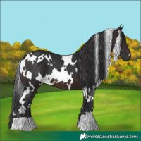 Horse Color:White Spotted Brown