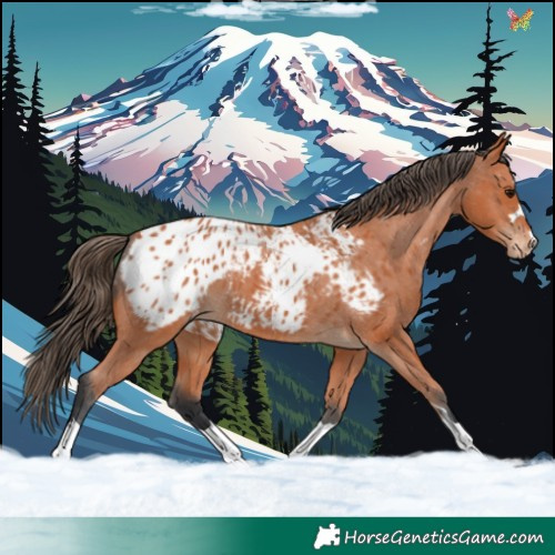 Horse Color:Bay Appaloosa 