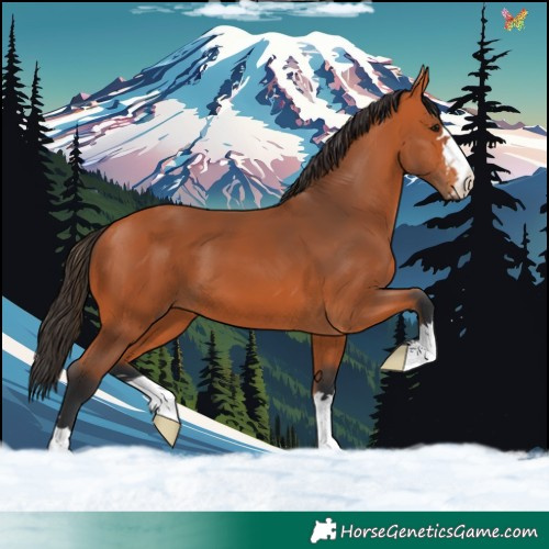 Horse Color:Bay 