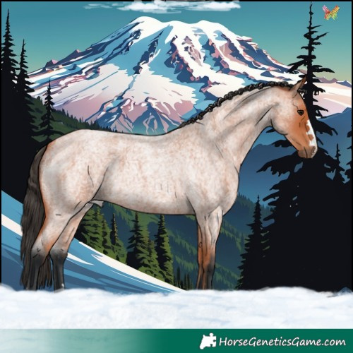 Horse Color:Bay Roan 