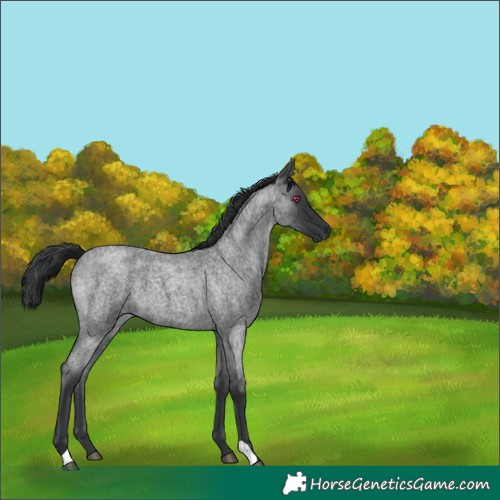 Horse Color:Blue Roan 