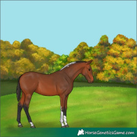 Horse Color:Bay Tobiano