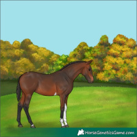 Horse Color:Bay Tobiano