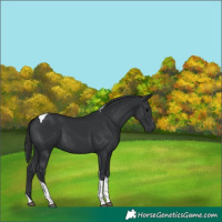 Horse Color:Black Tobiano