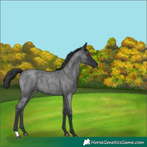 Horse Color:Blue Roan 