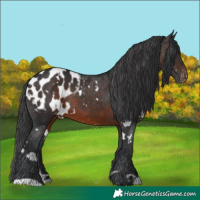 Horse Color:White Spotted Brown Appaloosa 