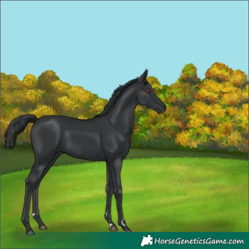 Horse Color:Black 