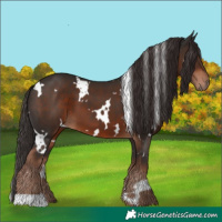 Horse Color:White Spotted Liver Chestnut