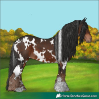 Horse Color:White Spotted Liver Chestnut