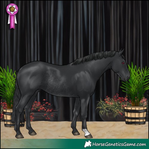 Horse Color:Black Rabicano 