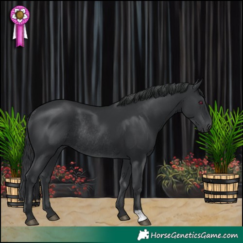 Horse Color:Black Rabicano 