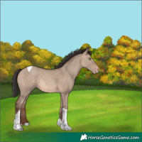 Horse Color:Sable Champagne Dun Tobiano