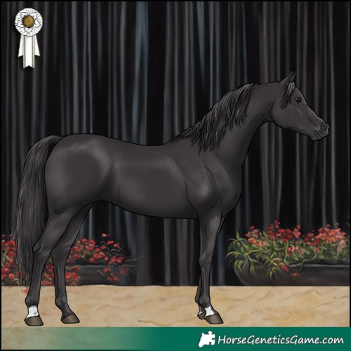 Horse Color:Smoky Black 