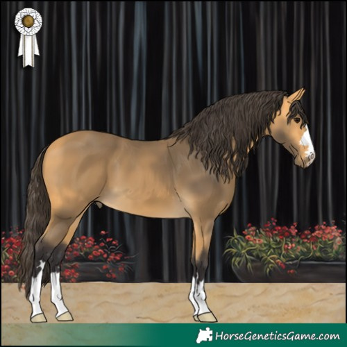 Horse Color:Buckskin 