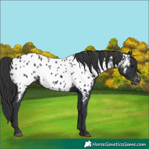 Horse Color:Black Appaloosa 