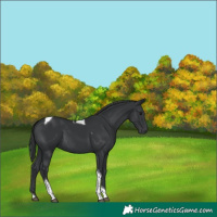 Horse Color:Black Tobiano