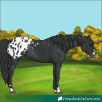 Horse Color:Black Appaloosa Rabicano 