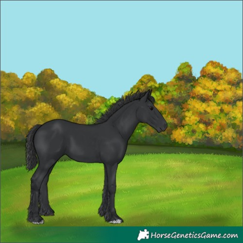 Horse Color:Black 