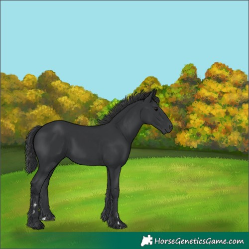 Horse Color:Black 