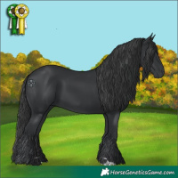 Horse Color:Black 