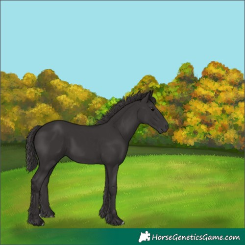 Horse Color:Smoky Black 